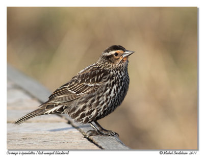 Carouge  paulettes  Red-winged Blackbird