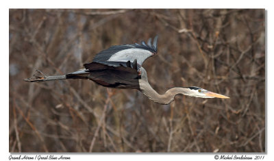 Grand Hron  Great Blue Heron