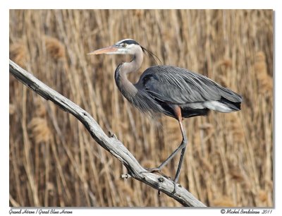 Grand Hron  Great Blue Heron