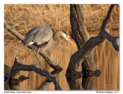 Grand Héron Great Blue Heron