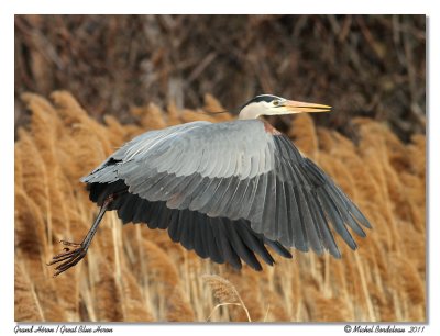 Grand Hron <br> Great Blue Heron