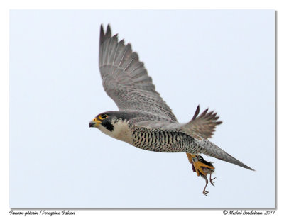 Faucon plerin  Peregrine Falcon