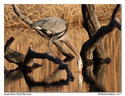 Grand Hron  Great Blue Heron