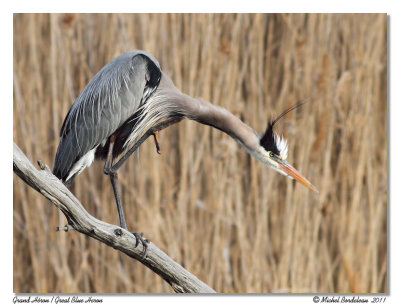 Grand Hron  Great Blue Heron