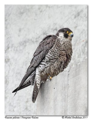 Faucon pèlerin - Peregrine Falcon