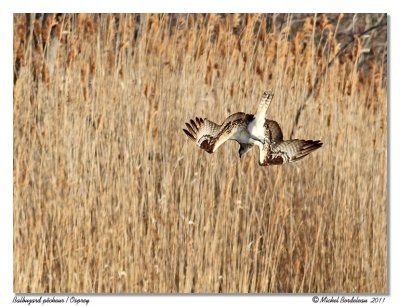 Balbuzard pcheur  Osprey