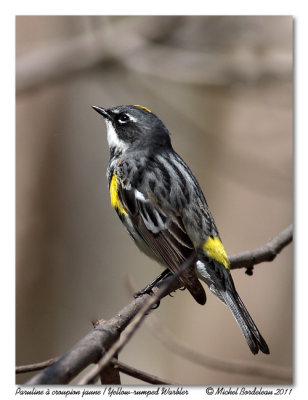 Paruline  croupion jaune  Yellow-rumped Warbler