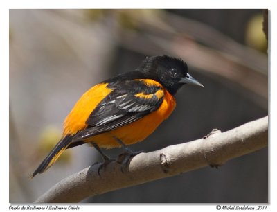 Oriole de Baltimore  Baltimore Oriole