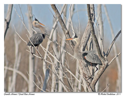 Grand Hron  Great Blue Heron