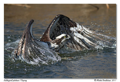 Balbuzard pêcheur Osprey