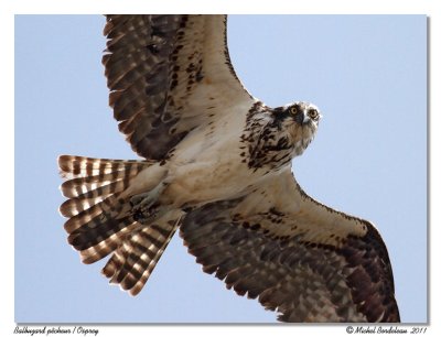 Balbuzard pcheur  Osprey