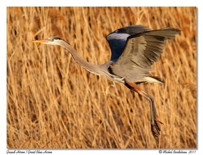 Grand Hron <br/> Great Blue Heron