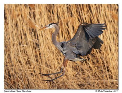 Grand Héron Great Blue Heron
