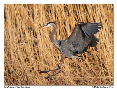 Grand Hron <br/> Great Blue Heron