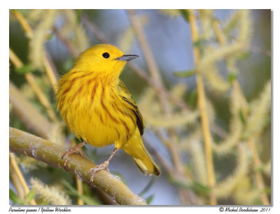 Paruline jaune  Yellow Warbler