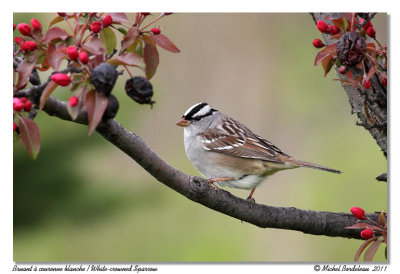 Bruant  couronne blanche<br/> White-crowned Sparrow