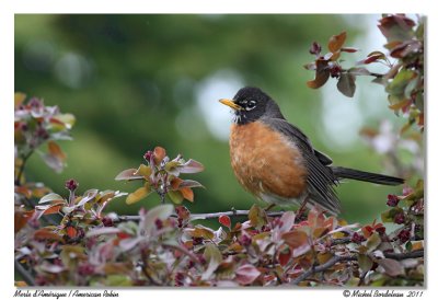 Merle d'Amrique  American Robin