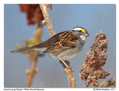 Bruant  gorge blanche  White-throated Sparrow