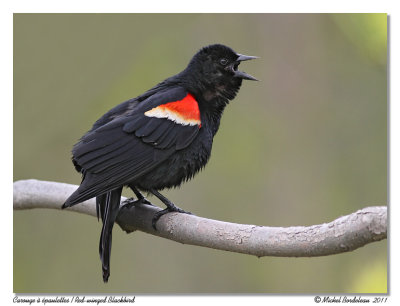 Carouge  paulettes  Red-winged Blackbird
