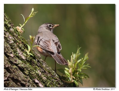 Merle d'Amrique  American Robin