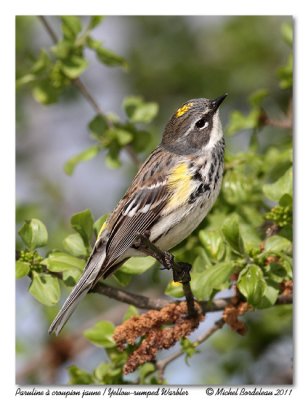 Paruline  croupion jaune  Yellow-rumped Warbler