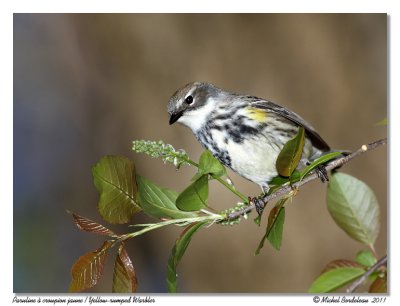 Paruline  croupion jaune  Yellow-rumped Warbler