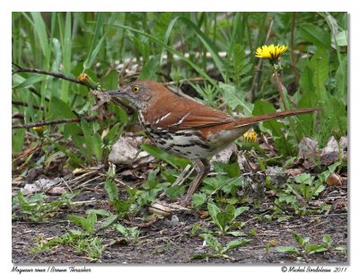 Moqueur roux  Brown thrasher