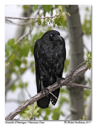 Corneille d'Amérique American Crow