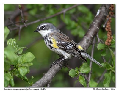Paruline  croupion jaune  Yellow-rumped Warbler