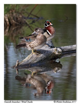Canards branchus Wood Ducks