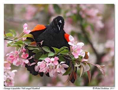 Carouge à épaulettesRed-winged Blackbird