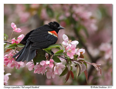 Carouge  paulettes  Red-winged Blackbird