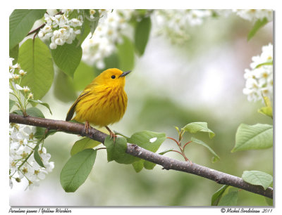 Paruline jaune <br/> Yellow Warbler