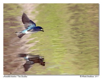 Hirondelle bicolore  Tree Swallow