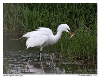 Grande Aigrette  Great EGret