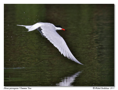 Sterne pierregarin  Common Tern