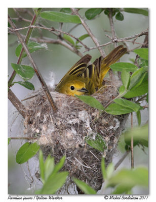 Paruline jaune  Yellow Warbler