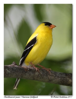 Chardonneret jaune  American Goldfinch