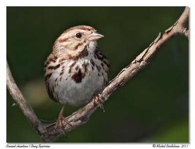 Bruant chanteur  Song Sparrow