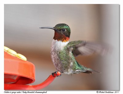 Colibri  gorge rubis - Ruby throated hummingbird