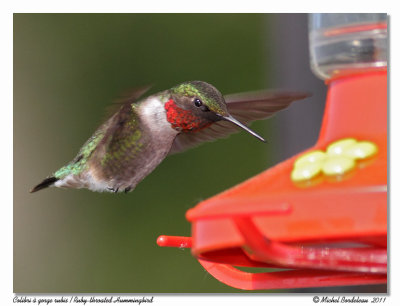 Colibri  gorge rubis - Ruby throated hummingbird