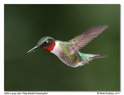 Colibri  gorge rubis - Ruby throated hummingbird