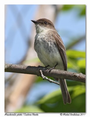 Moucherolle phbi  Eastern Phoebe
