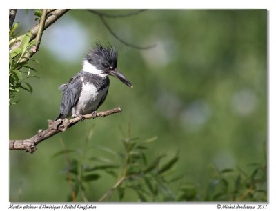 Martin pêcheur - Belted kingfisher