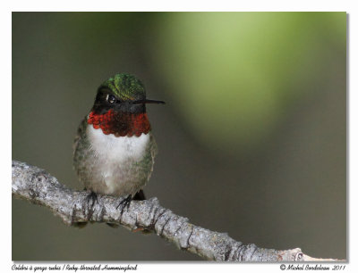 Colibri  gorge rubis - Ruby throated hummingbird