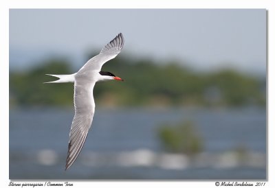 Sterne pierregarin - Common tern