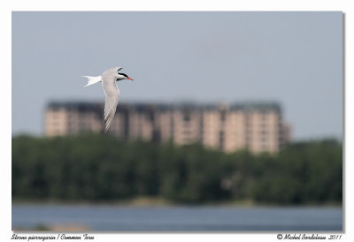 Sterne pierregarin <br> Common Tern