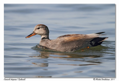 Canard chipeau  Gadwall