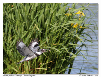 Martin pcheur - Belted kingfisher