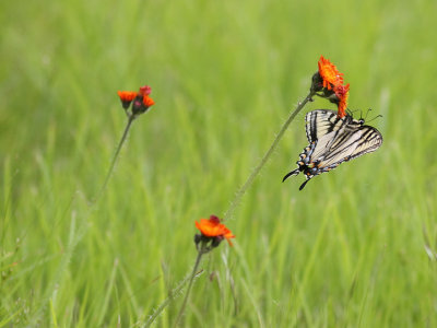 Papillon tigr du Canada  Canadian Tiger Swallowtail